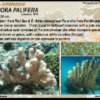 Isopora palifera - Acroporidae
