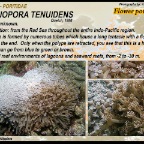 Goniopora tenuidens - Poritidae
