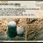 Goniopora columna - Poritidae