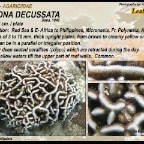 Pavona decussata - Agariciidae