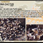 Pavona cactus - Agariciidae