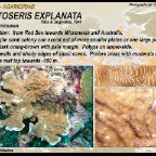Leptoseris explanata - Agariciidae