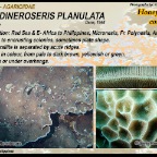 Ctenactis  echinata - Fungiidae