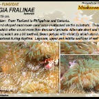 Polyphyllia talpina - Fungiidae