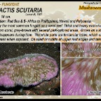 Lobactis scutaria - Fungiidae