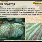 Fungia fungites - Fungiidae