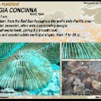 Fungia concinna - Fungiidae
