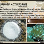 Heliofungia actiniformis - Fungiidae 