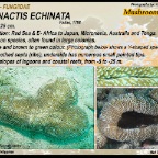 Ctenactis  echinata - Fungiidae