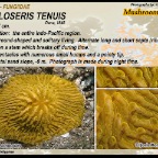 Cycloseris tenuis - Fungiidae
