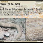 Polyphyllia talpina - Fungiidae