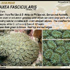 Galaxea  fascicularis - Oculinidae
