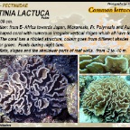 Pectina lactuca - Pectiniidae