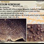 Mycedium robokaki - Pectiniidae