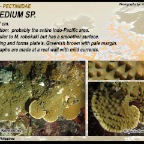 Mycedium sp. - Pectiniidae