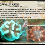Lobophyllia hataii - Lobophylliidae