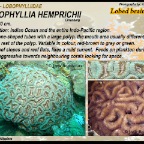 Lobophyllia hemprichii - Lobophylliidae