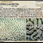 Lobophyllia recta - Lobophylliidae
