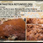Acanthastrea rotundoflora - Lobophylliidae