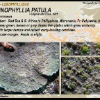 Echinophyllia patula - Lobophylliidae