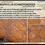 Echinopora horrida - Merulinidae