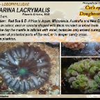 Cynarina lacrymalis - Lobophylliidae