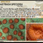 Dipsastraea speciosa - Merulinidae