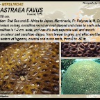 Favites pentagona - Faviidae