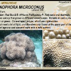Hydnophora microconus - Merulinidae