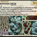 Hydnophora exesa - Merulinidae