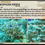Hydnophora rigida - Merulinidae