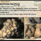 Fimbriaphyllia ancora - Euphylliidae