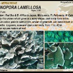 Echinopora lamellosa -  Merulinidae
