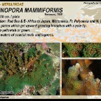 Echinopora mammiformis - Merulinidae
