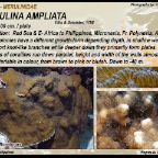 Catalaphyllia  jardinei - Euphylliidae