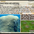 Diploastrea heliopora -  Faviidae