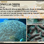 Oulophyllia crispa - Faviidae