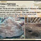 Leptoria phrygia - Faviidae