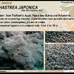 Cyphastrea japonica - Faviidae