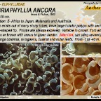 Fimbriaphyllia  ancora - Euphylliidae