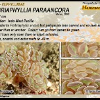 Fimbriaphyllia paraancora - Euphylliidae
