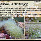Fimbriaphyllia yaeyamensis - Euphylliidae