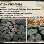 Euphyllia paradivisa - Euphylliidae