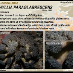 Euphyllia paraglabrescens - Euphylliidae