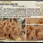 Plerogyra discus - Plerogyridae