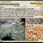 Plerogyra sinuosa - Plerogyridae