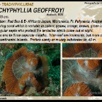Trachyphyllia geoffroyi - Trachyphylliidae 