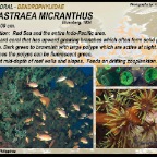 Tubastraea micranthus - Dendrophylliidae