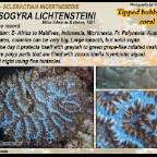 Physogyra lichtensteini - Scleractinia incertaesedis