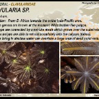 Clavularia sp. - Clavulariidae 